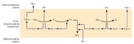 Cycle of coenzyme Q rotation of 1 cycle leads to o oxidation of 2 molecules of QH 2 and 4 H + are