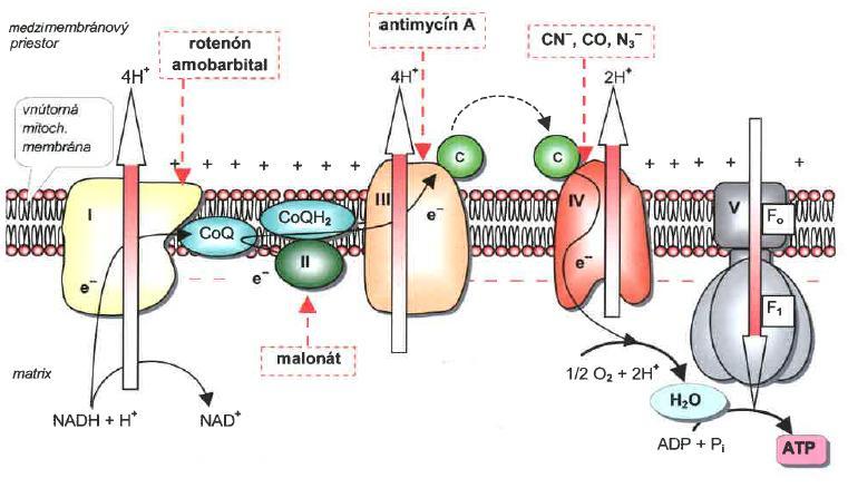Inhibitors of respiratory chain intermembrane space piericidin