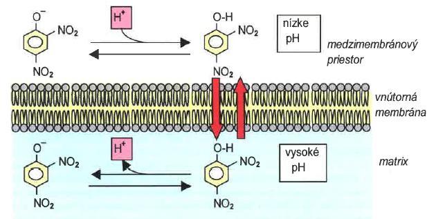 Uncouplers of oxidative phosphorylation uncouplers dissociate oxidation in the respiratory chain from phosphorylation in vivo toxic compounds causing respiration to become uncontrolled