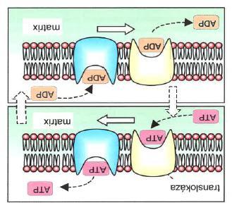 Transfer of ADP/ATP through membrane