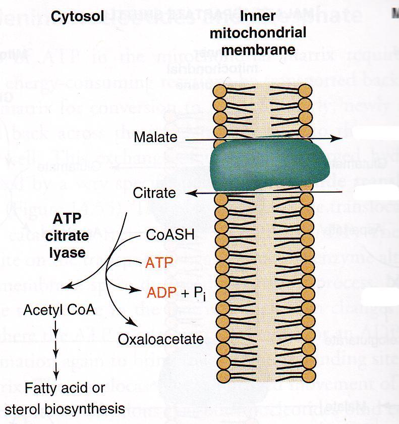 Export of citrate Mitochondrion Malate Citrate
