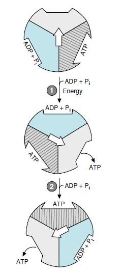 ATP synthesis takes place by changing the -subunits conformation of ATP-synthase.