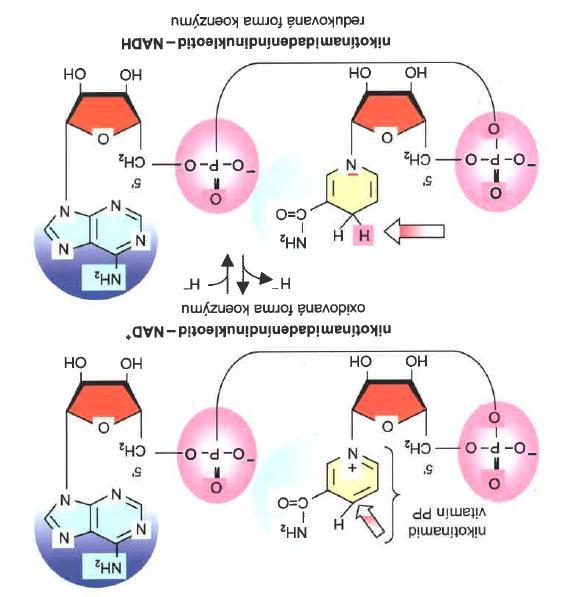 Nicotinamide coenzymes nicotinamide NAD + nicotinamide adenine dinucleotide NAD +