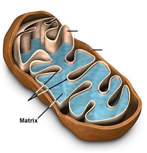 Mitochondria Inner membrane large surface cristae impermeable, transporters cardiolipin, enzymes of ETC, ATP synthase Inner membrane Outer membrane Outer membrane monoaminooxidase (MAO) permeable