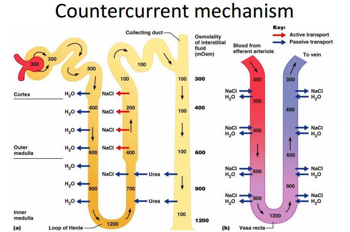 A) Counter current multiplayer Nephron