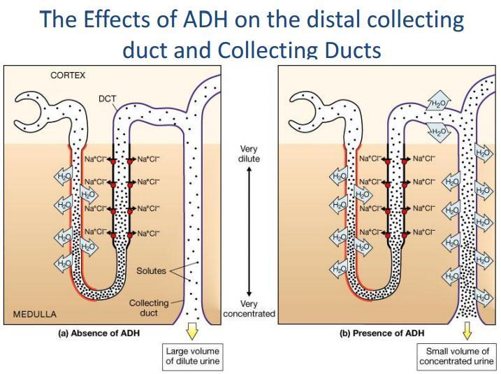 The pic shows that in the presence of ADH there s water reabsorption in the level of collecting duct and