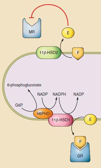ortisol (F) ortisone (E) interconversions: Prereceptor ligand metabolismus 11bHSDH2: Dehydrogenase - ortisol inactivation, ofactor: NAD+, ER cytosolic