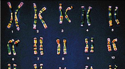 Identifying chromosomes Chromosomes can be identified by: Their size