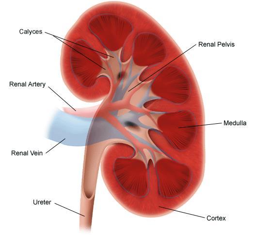 Knowing Your Kidneys Urine forms in kidneys, drains in ureter, gets stored in