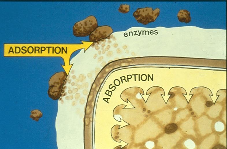 How do bugs obtain solid food? Through adsorption.