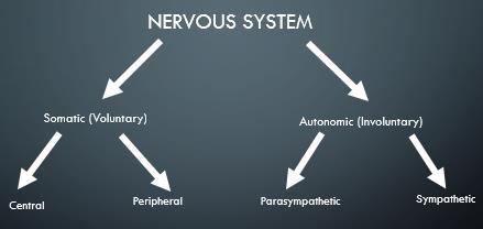 Figure 1: Breakdown of the Nervous System The sympathetic nervous system is most know for the flight or fight response (Bear, 2007).