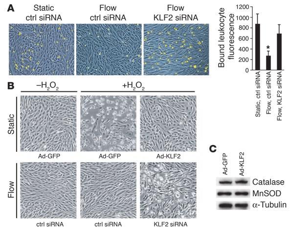 Figure 6 KLF2 expression is essential for endothelial cellular phenotypes conferred by flow. (A) HL-60 cell adhesion to HUVEC monolayers under the indicated conditions.