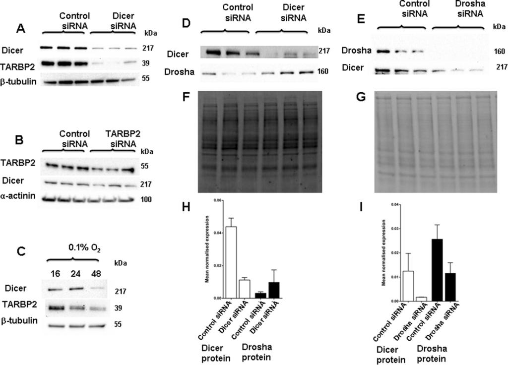Bandara et al. BMC Cancer 2014, 14:533 Page 12 of 18 Figure 9 Co-ordinated expression of mirna biogenesis proteins.