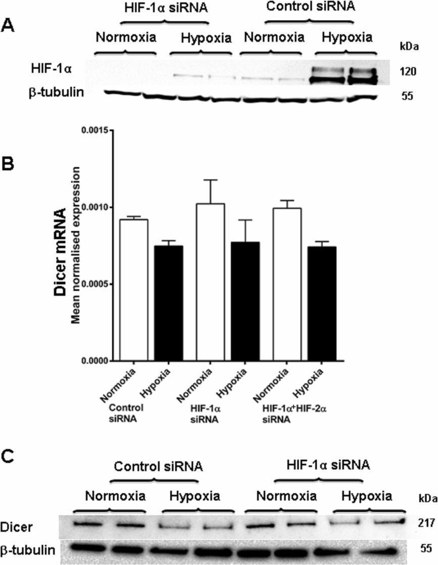 Bandara et al. BMC Cancer 2014, 14:533 Page 7 of 18 Figure 4 Dicer repression in hypoxia is not HIF dependent.