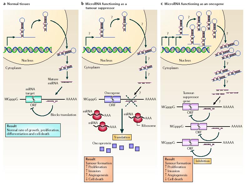 MicroRNAs can function as