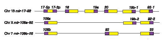 A microrna polycistron as a potential human oncogene mir-17-92 cistron is located at 13q31, a genomic locus that is amplified