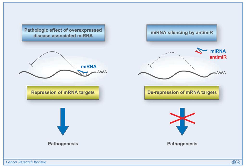 MicroRNA Silencing in Primates: