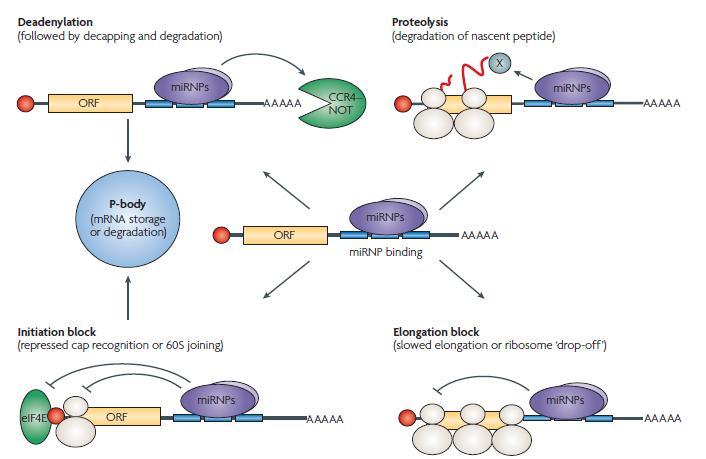 Possible mechanisms of the microrna-mediated