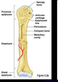 Gross Anatomy of a Long Bone Diaphysis Shaft Composed of
