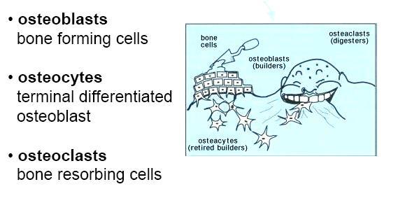Types of bone cells
