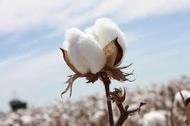 Cotton beebread. A total of 35 and 32 fatty acids were identified in beebread samples from Adana and Urfa (cotton, Gossypium hirsutum L.), respectively.