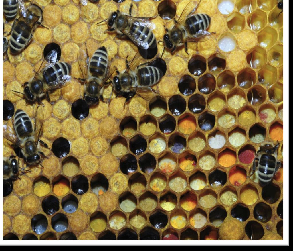 Lipids are important to honeybees primarily as a source of energy with some components of