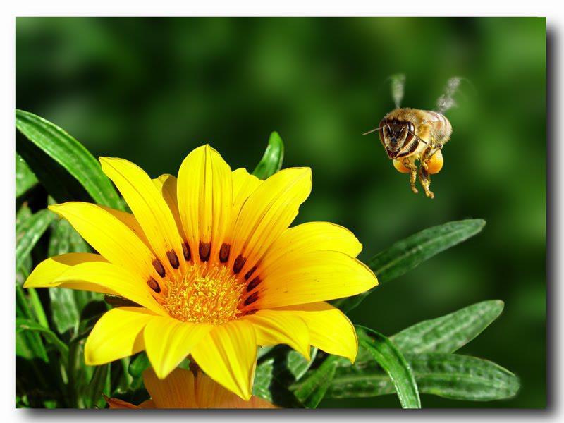 of cells Pollen is virtually the only source of lipid in the honeybee diet.