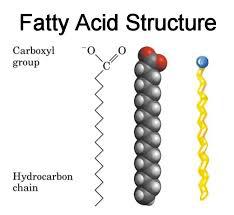 Fa/y acids v Fatty acids are aliphatic carboxylic acids v Have the