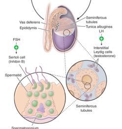 Spermatogenesis 1,6 FSH stimulates Sertoli cells Production of paracrine growth factor Support sperm growth Production of androgen binding globulin LH stimulates Leydig Cells T produced Binds to