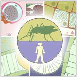 Malaria Updates Fe Esperanza Espino Department of