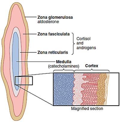 Adrenal Cortex The adrenal cortex three distinct layers: 1. The zona glomerulosa, secreting significant amounts of aldosterone 2.