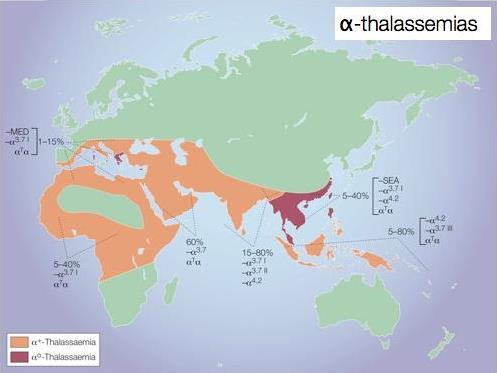 DISTRIBUTION OF THE MOST COMMON a-thalassemia ALLELES