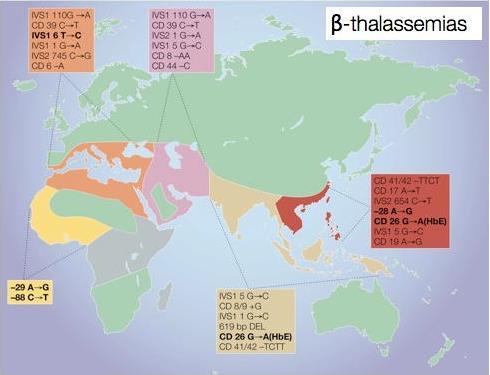DISTRIBUTION OF THE MOST COMMON b-thalassemia ALLELES
