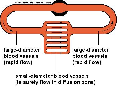 Types of Circulatory Systems Closed
