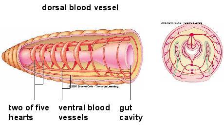 continuous vascular elements Blood &