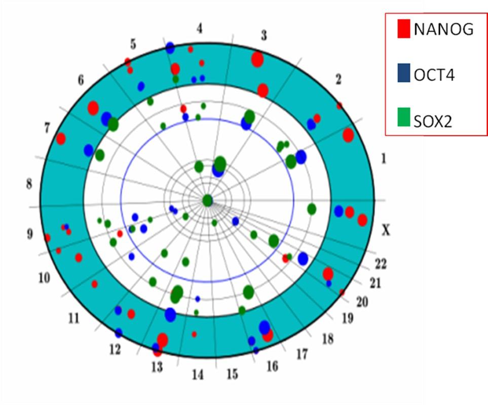 Figure 28. Chromosome Proection Mandala combination of NANOG, OCT4 and SOX2 with respect to 50 HERV-H proviruses.