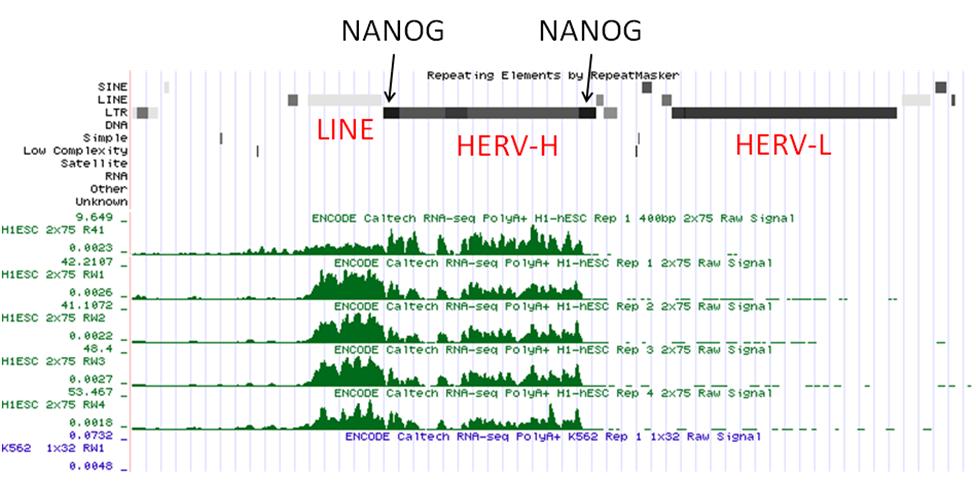 B) LINE transcription in hesc is mediated by HERV-H. The genomic region of interest has been represented by UCSC Genome Browser where the linear chromosome is mapped on the horizontal axis.