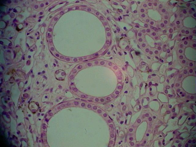 Under the microscope you will see that surrounding this round structure is a single layer of flat cells.