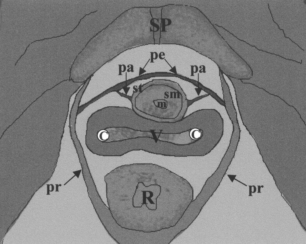 SP = symphysis pubis, V = vagina, C = endovaginal coil, R = rectum, pr = puborectal sling, pa = paraurethral ligament, pe = periurethral ligament, st = striated muscle layer, sm = smooth muscle