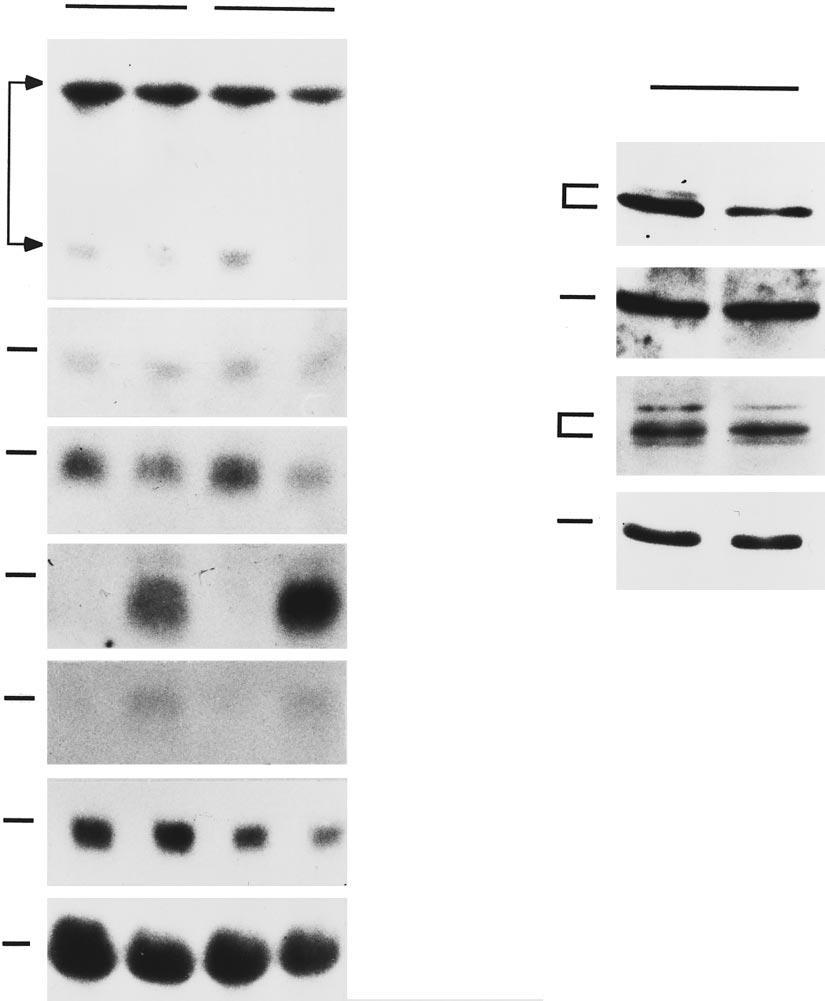cells. CDK4 mrna levels remined invrile fter TGF-1 ddition (Figure 2).