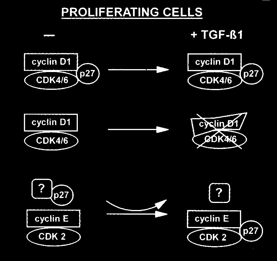 (c) Cyclin E-CDK2-p27 ssocition ws studied nd (d) cyclin E-CDK2 ctivity ws mesured in vitro using histone H1 s sustrte.