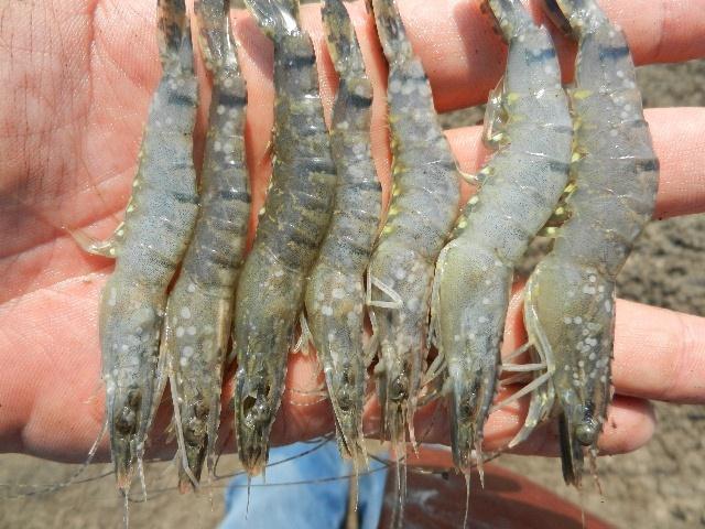 species including penaeid shrimp and crabs Results strongly suggest that