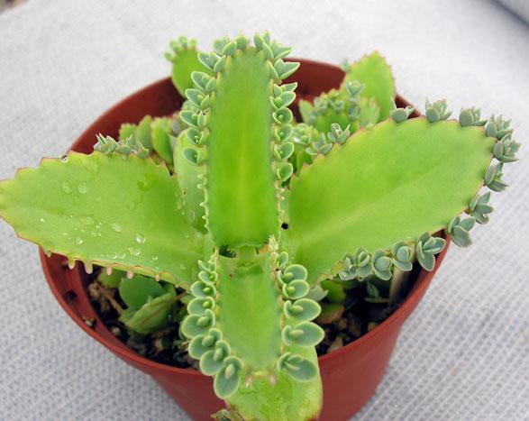 Figure 2. Plantlets grow around the leaf margins of the Kalanchoe. Do you know other examples of plants that can be propagated through vegetative reproduction?