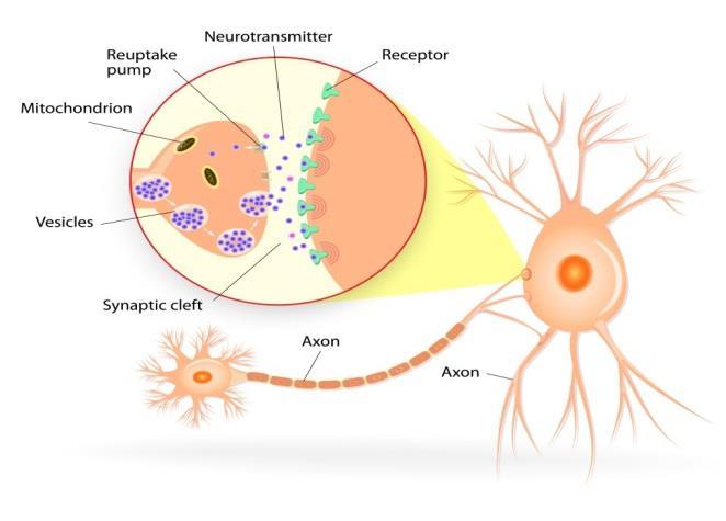 1.2 Glial cells These are located in the CNS (called oligodendrites, astrocytes and also microglia) and PNS (where called Schwann cells) provide structural support.