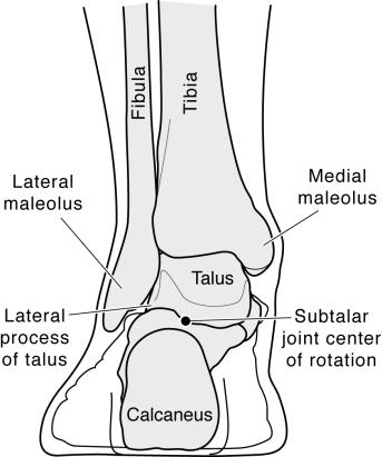 The foot/ankle complex consists of such bones as the fibula, tibia, talus, and calcaneus (Fig. 1), all of which are connected to each other by ligaments (Fig. 2).