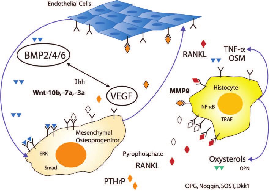 1406 Cher et al Figure 1. The osteogenic unit can be defined by paracrine endothelial-mesenchymal-histiocyte interactions.