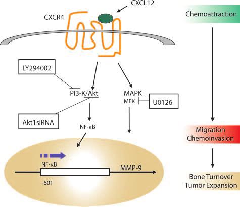 1410 Cher et al Figure 4. Proposed link between chemoattraction of cancer cells into the bone marrow and subsequent tumor-associated bone remodeling.