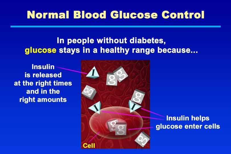 Normal Blood Glucose Control: No Diabetes Glucose stays in a healthy range Insulin from the pancreas