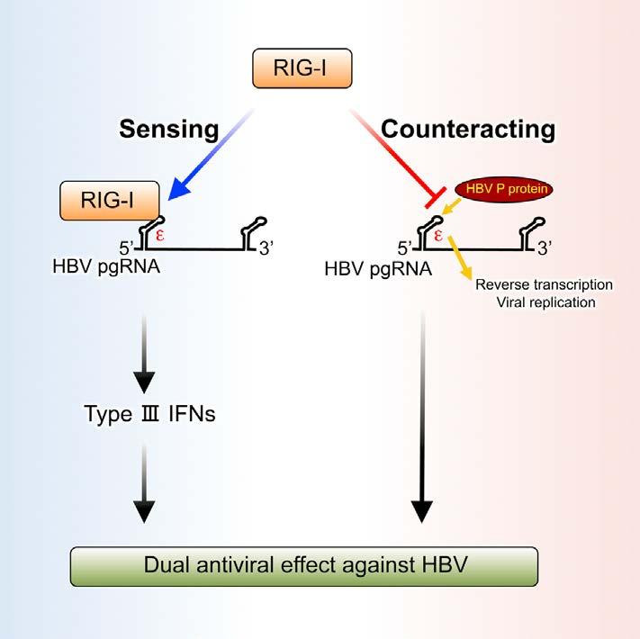 The RNA Sensor RIG-I Dually Functions as an Innate Sensor and Direct Antiviral Factor for Hepatitis B Virus RIG-I senses the HBV genotype A, B, and C for the induction of type I and III IFNs The 5 -ε
