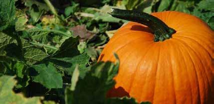 Pumpkin Seed Oil From cold press extraction of pumpkin seed is obtained this dark green oil. Contains high levels of unsaturated fatty acid that constitute a 80% of total fat.